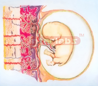 HUMAN FETAL AND PLACENTA RELATION MODEL